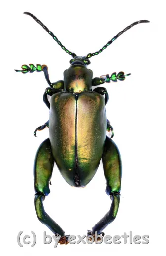 Sagra femoralis