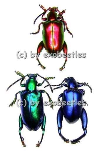 3 x Sagra longicollis blau / grün / gelb / rot
