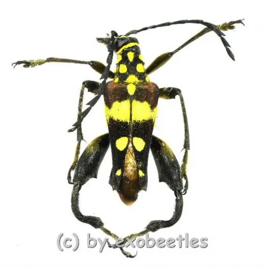 Sagridola maculosa ( 20 – 24 ) A2