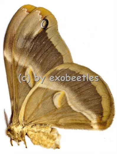Samia insularis