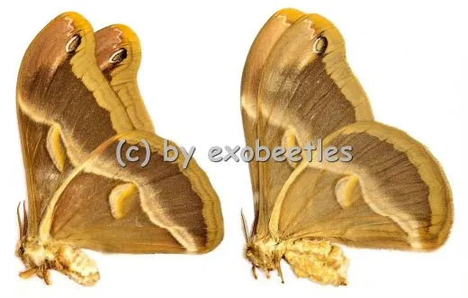 5 x Samia insularis