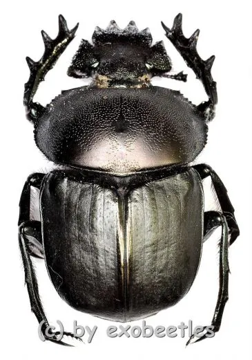 Scarabaeus ( Kheper ) subaeneus
