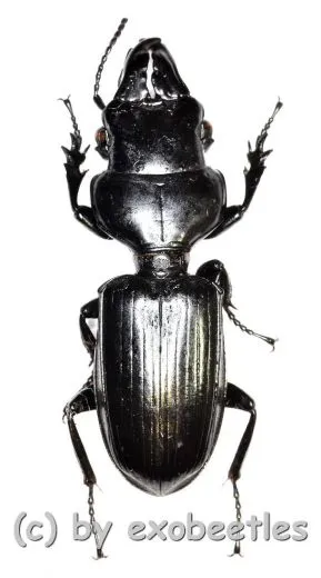 Scaritinae spec. #4 ( 20 – 24 )