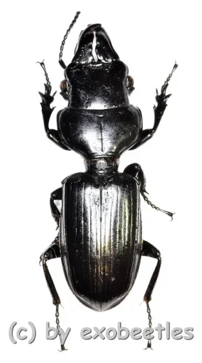 Scaritinae spec. #4 ( 20 – 24 )