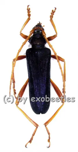 Schmidtiana legrandis ( 40 - 49 ) A2
