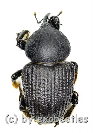 Sclerocardius africanus ( 20 – 29 )