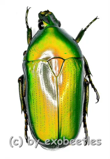 Smaragdesthes ( Chlorocala ) africana africana