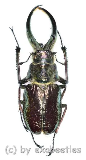 Sphaenognathus feisthameli ( 60 – 64 )
