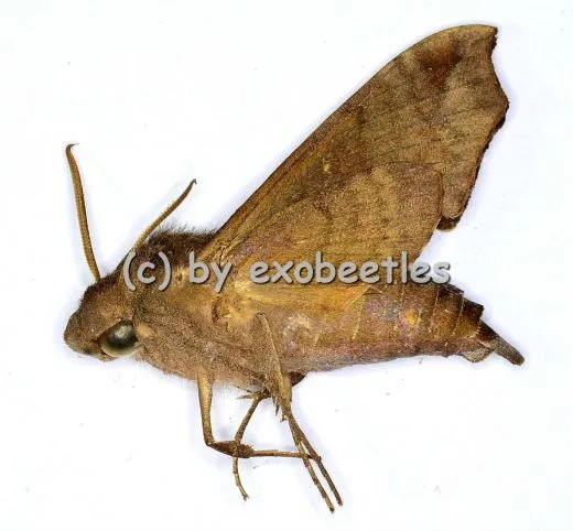 Sphingidae spec. #8