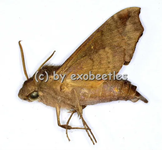 Sphingidae spec. #8
