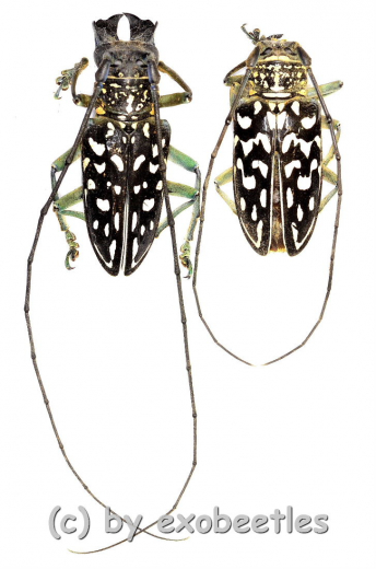Stellognatha maculata ( M 35 – 39 )