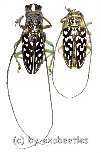 Stellognatha maculata ( M 30 – 34 )