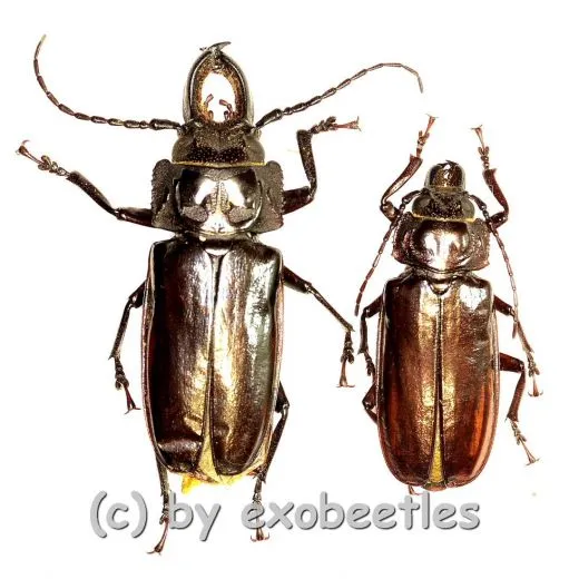 Stenodontes ( Mallodon ) downesi ( M 30 – 34 )