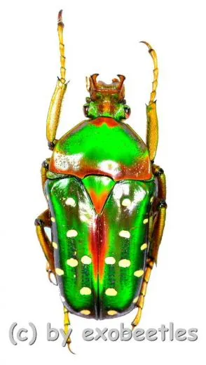 Stephanorrhina guttata ashantica