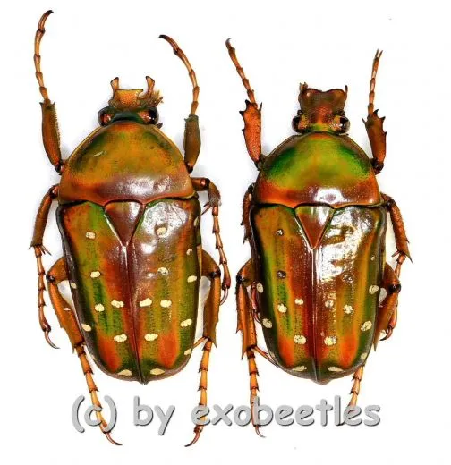 Stephanorrhina guttata ssp. A2