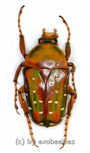 Stephanorrhina guttata ssp. ( 20 – 29 )