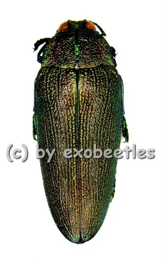 Steraspis laeviventris ( grüne var. ) ( 30 - 39 ) A2