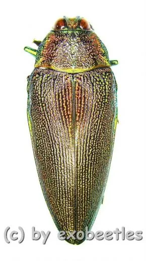 Steraspis laeviventris ( rötliche var. ) ( 30 - 34 )