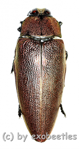 Steraspis speciosa ( rote var. ) ( 30 – 34 )