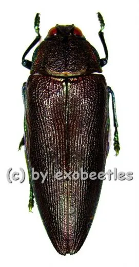 Steraspis viridicincta ( 35 - 39 )