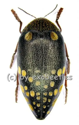Sternocera castanea boucardii A2