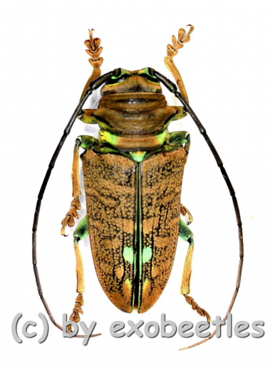 Sternotomis chrysopras reducta A2