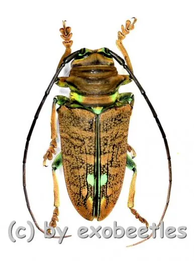 Sternotomis chrysopras reducta