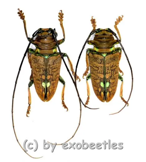 Sternotomis chrysopras reducta ( M 20 – 24 )