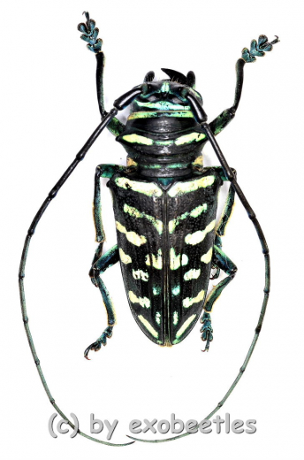 Sternotomis virescens ( 25 – 29 )