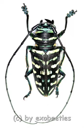 Sternotomis virescens ( 25 – 29 )