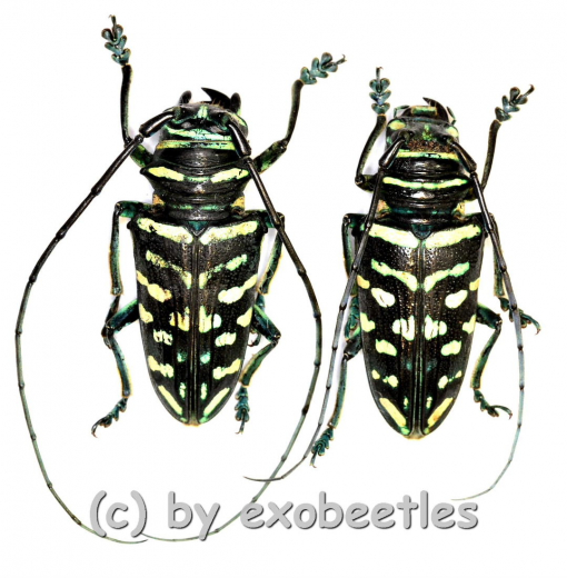 Sternotomis virescens ( M 30 – 34 ) A1-