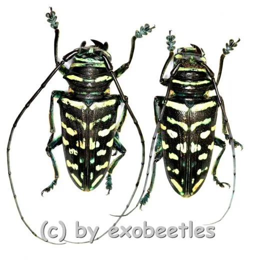 Sternotomis virescens ( M 30 – 34 ) A1-