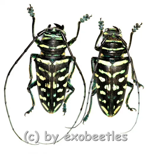 Sternotomis virescens ( M 25 – 29 )