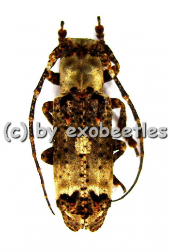 Sthenias cylindrator ( 20 - 24 )