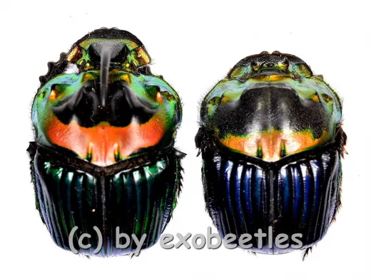 Sulcophanaeus imperator imperator ( M 20 – 29 )