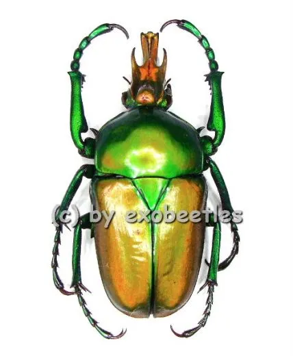 Taurhina longiceps camerunensis ( 25 – 34 )