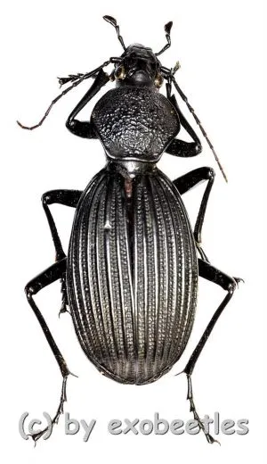 Tefflus meyerlei ( 40 – 49 ) A2