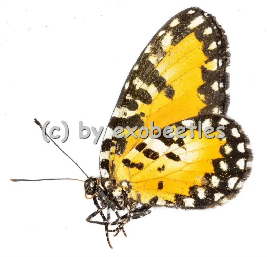 Telipna acraeoides