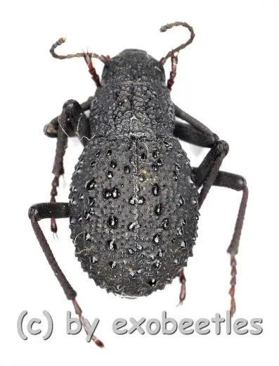 Tenebrionidae spec. #31 ( 10 – 19 ) A2