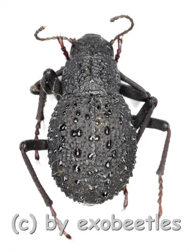 Tenebrionidae spec. #31 ( 10 – 19 )