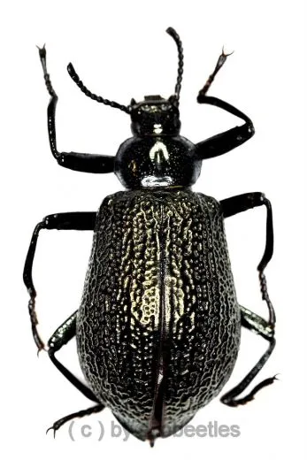 Tenebrionidae spec. #32 ( 20 – 29 ) A2