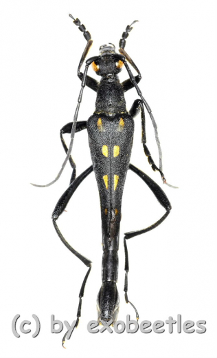 Teratoleptura mirabilis shibatai ( 25 – 29 )