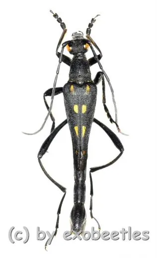 Teratoleptura mirabilis shibatai ( 30 – 34 )