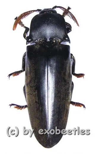 Tetralobus perroti ( 50 - 54 )