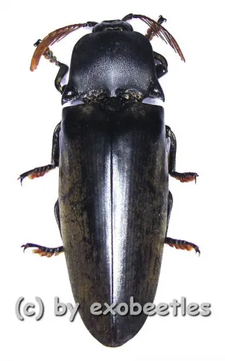 Tetralobus perroti ( 50 - 54 )