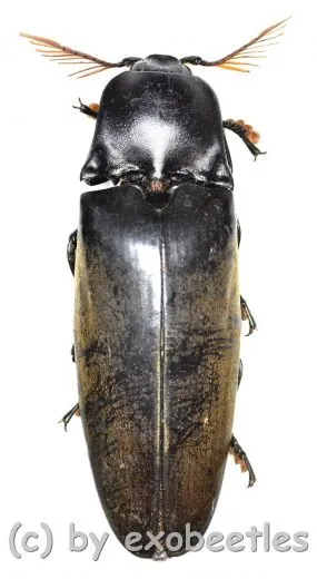 Tetralobus perroti ( 50 – 54 )