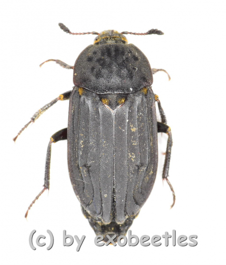 Thanatophilus sinuatus