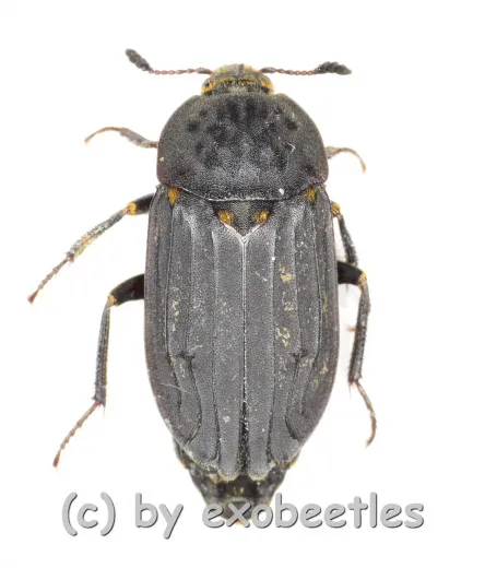 Thanatophilus sinuatus