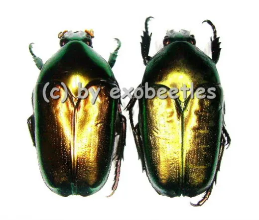 Thaumastopeus striatus ssp.striatus