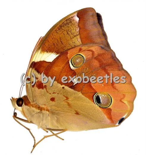Thauria aliris pseudaliris A1-